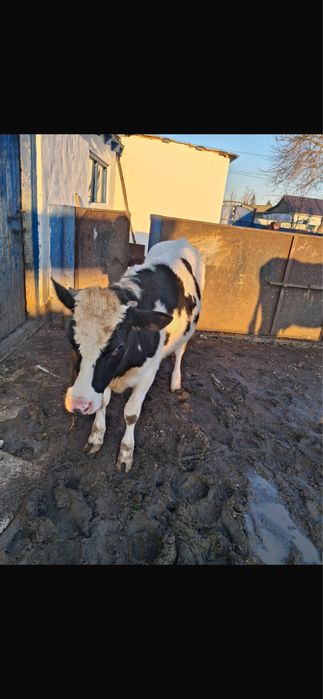 Продам телку молодую