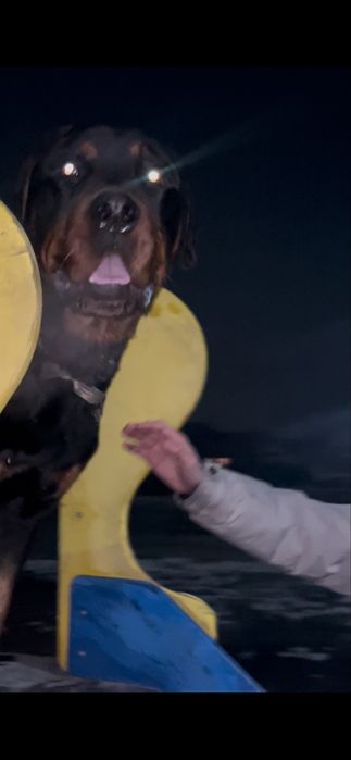 Парода радвиллер чисто