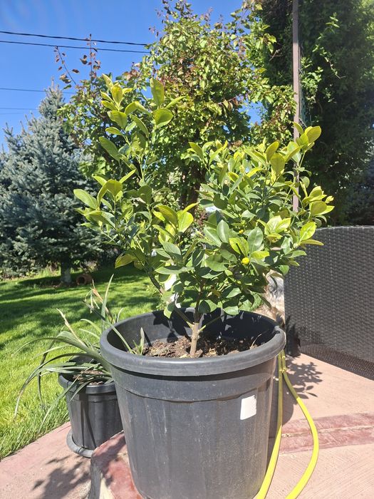 Plante decorative