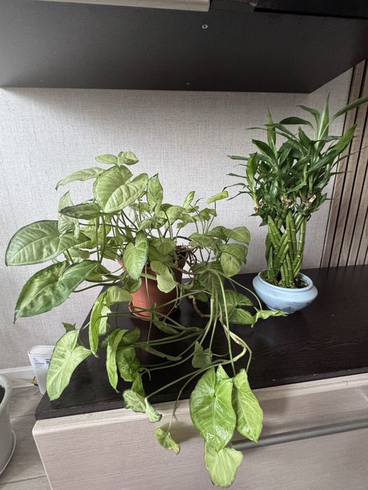 Продам комнатные цветы
