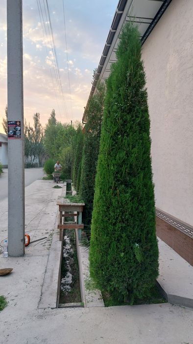 Archa va gullarga shakil berish xizmati