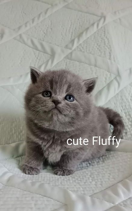 Питомник Cute flyffy