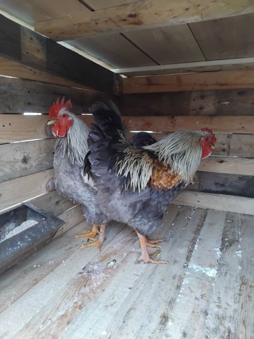 Vând cocosi de rasa!