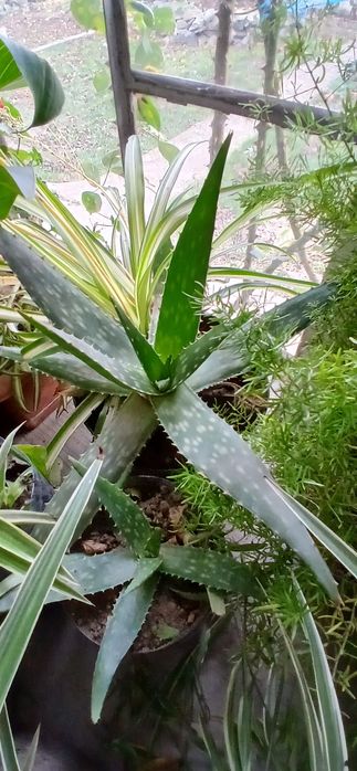 Aloe vera cu frunze suculente