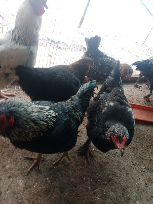 Horoz Dakan Brama Qora shahzoda hamsi horoz