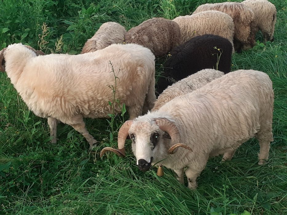 Vând berbeci și berbecuți