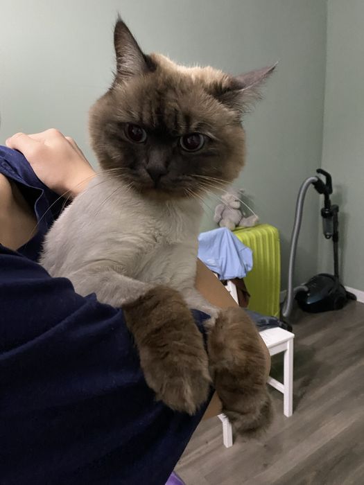 Отдам в добрые ручки