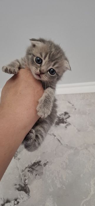 Шотландские вислоухие котята