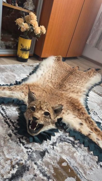 Vând blană de râs