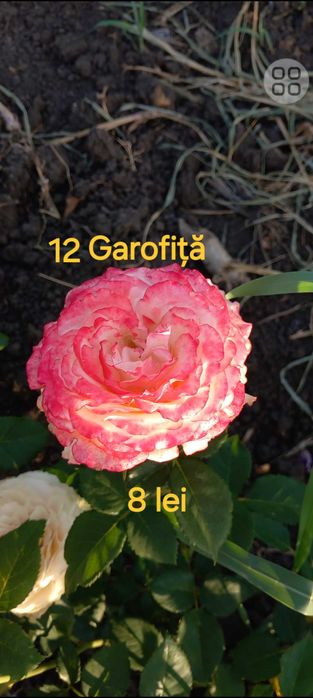 Trandafiri cu rădăcina liberă