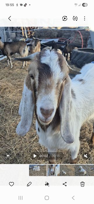 Ешкілер сатылады тоқтылар