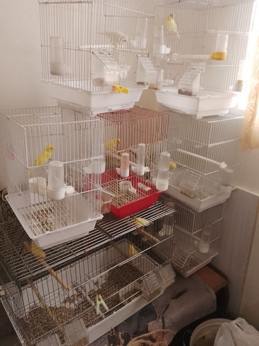 канарейки 11 штук от 250000сум до 400000сум