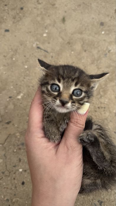 Отдам даром в хорошие руки