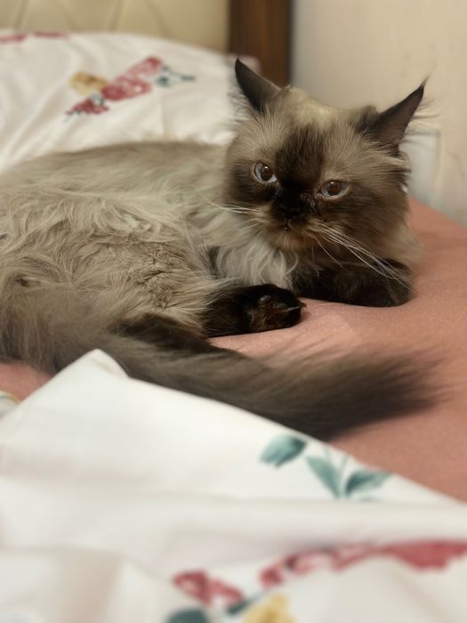 Продам кошку гималайская