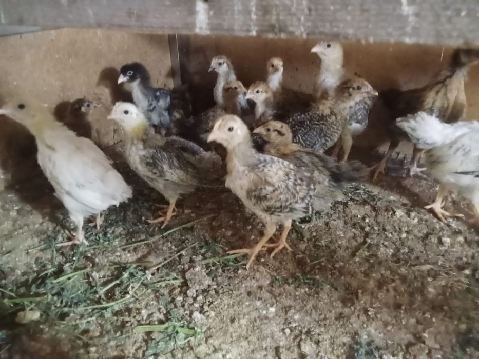 Тауық балапандары