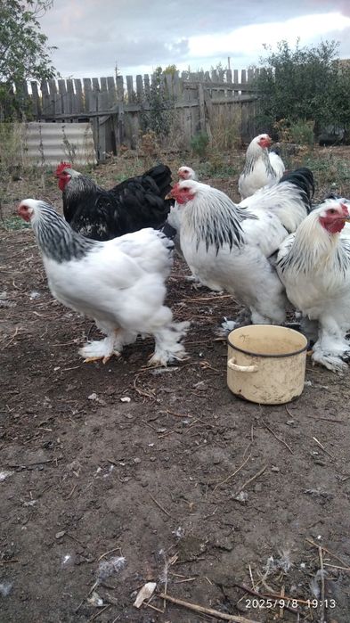 Продам петухов...