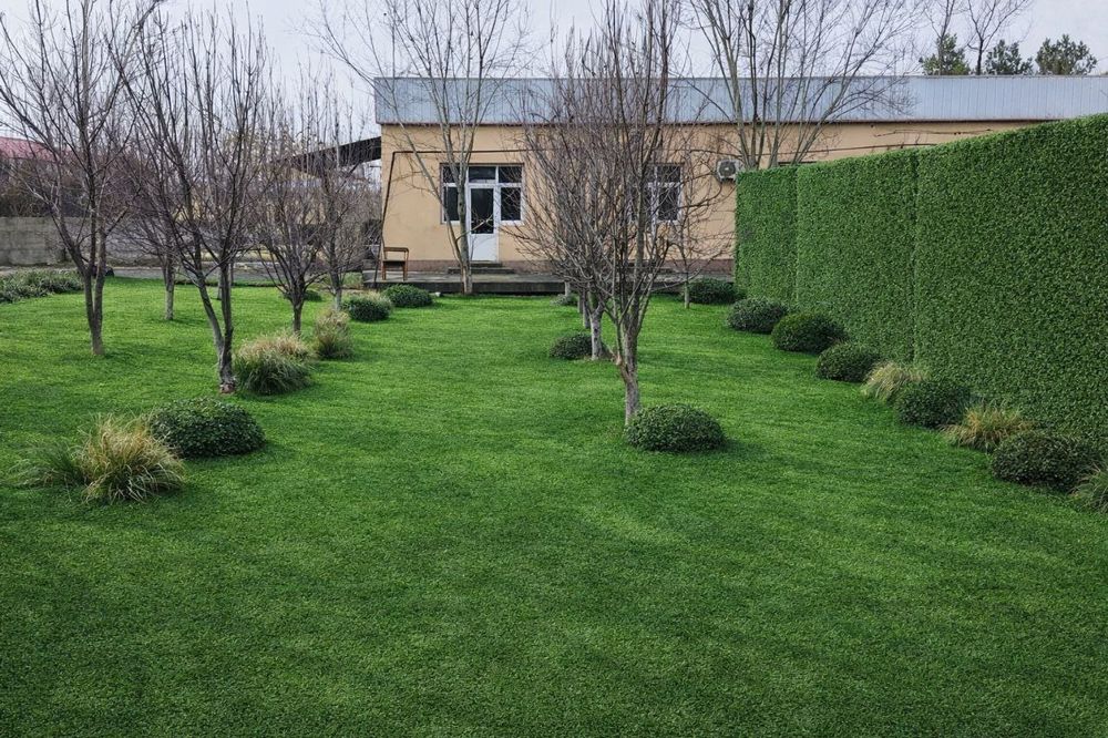 Суний газон чим фетоситина забор