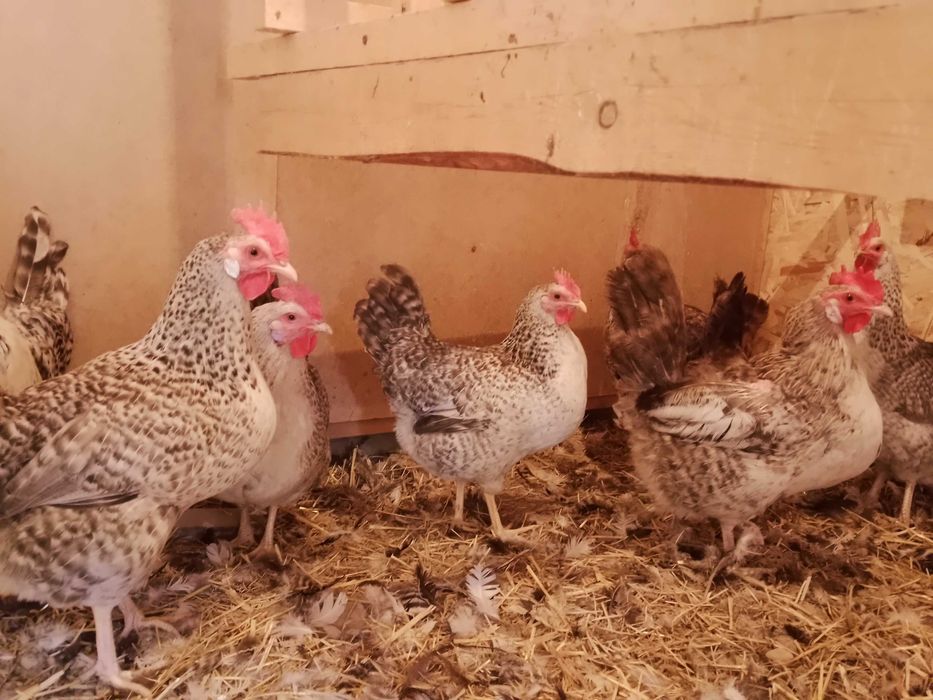 Барковская барвистая