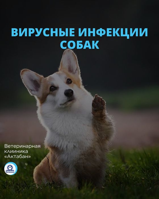 Ветеринарный врач на дом