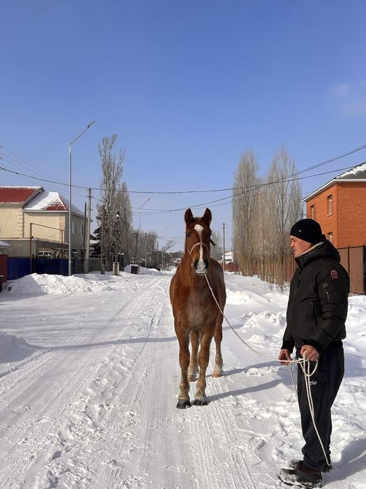 Продам жеребца советского тяжеловоза