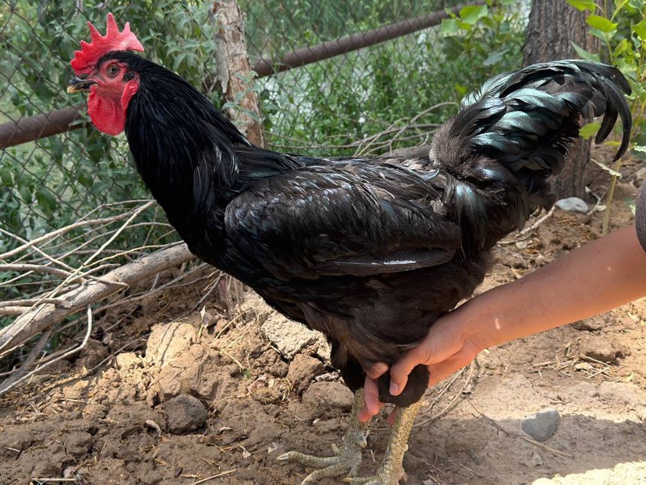 Qora Shaxzoda Gigant