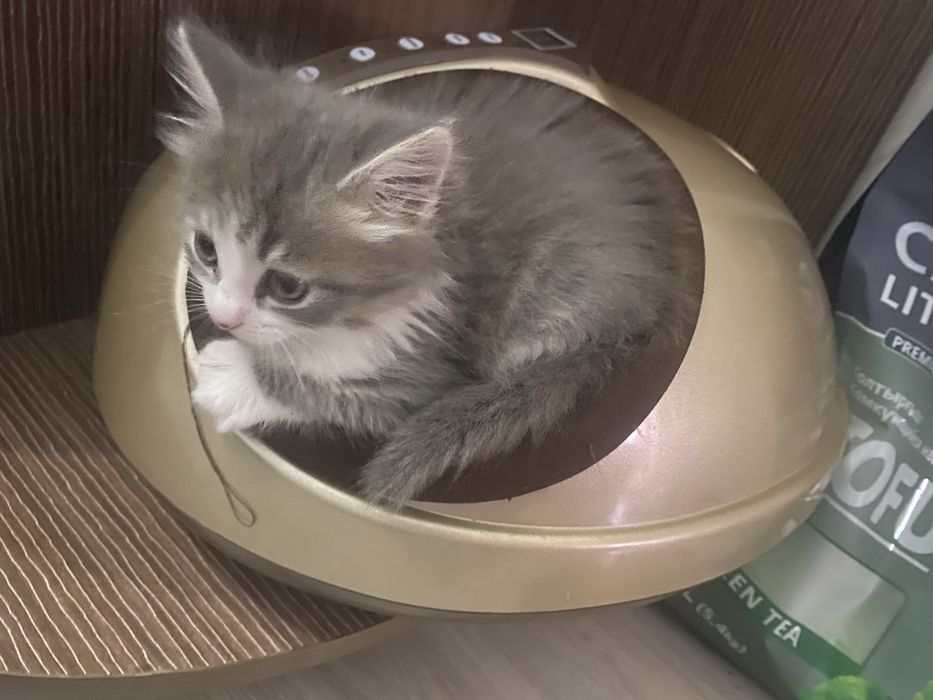 Кошечка, в хорошие добрые руки.