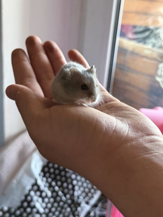 хомияк маленький