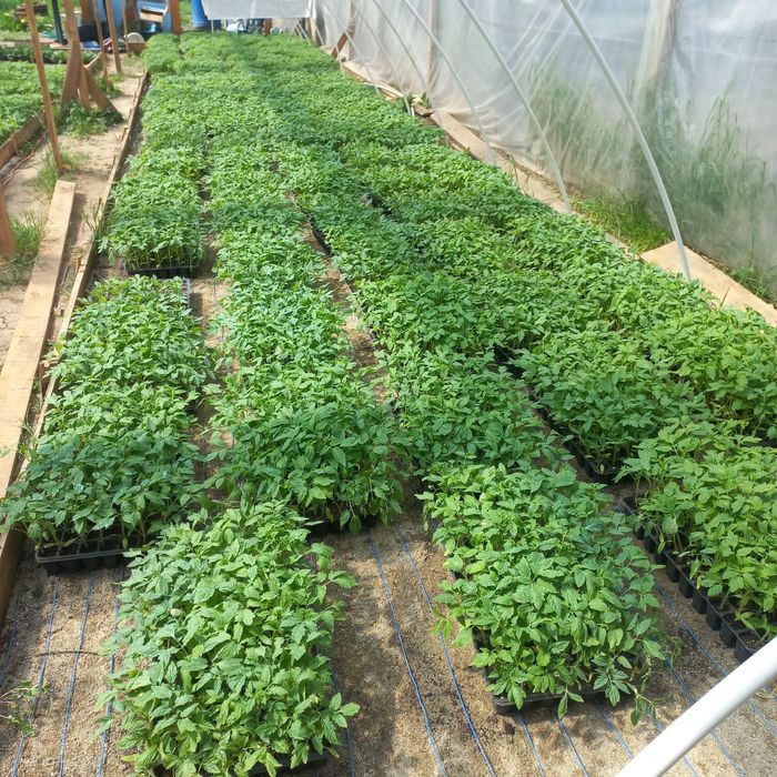 Răsaduri Renata-Bengești