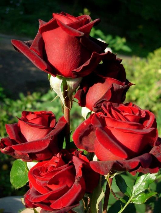 atirgul kochatlari ishonchi va garantiyalik!