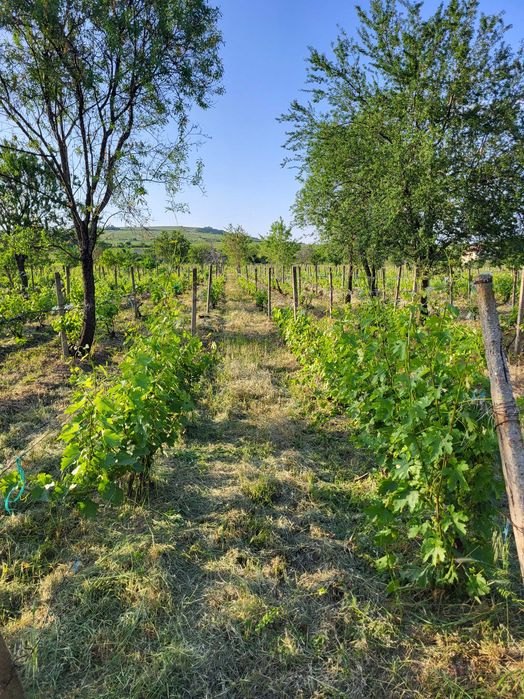 Teren intravilan Valea Calugareasca