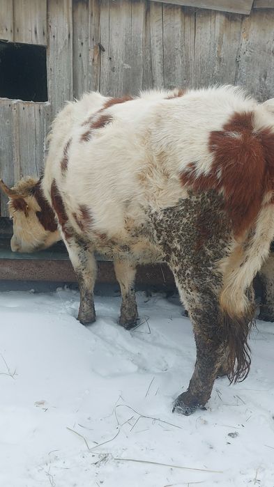 Продам тёлку возраст - 1,7  !