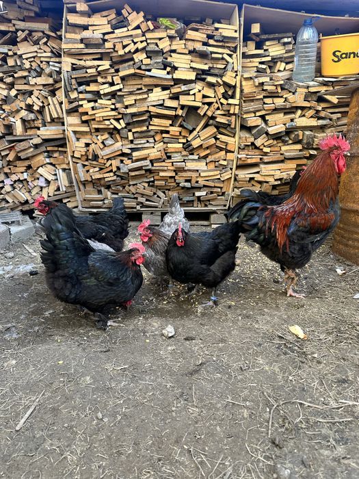 Cocos Marans oua culoare inchisa