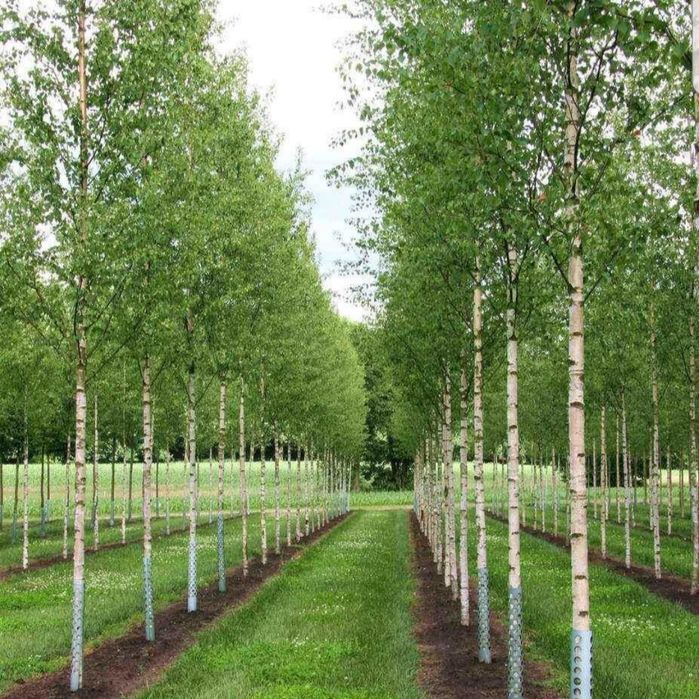 Plante ornamentale și exotice direct de la sursă – Arțar, Brad, Thuja,