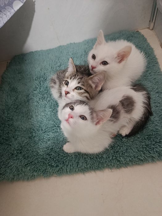 Котятки в добрые руки