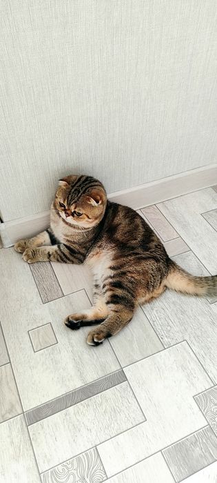 Продам шатланскую вислоушку