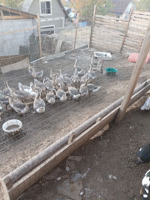 Продам серых гусей
