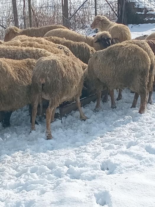 Vand 19 oi si 6 capre