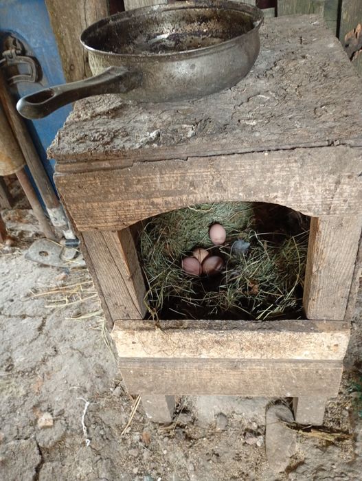 Vând ouă pentru incubat