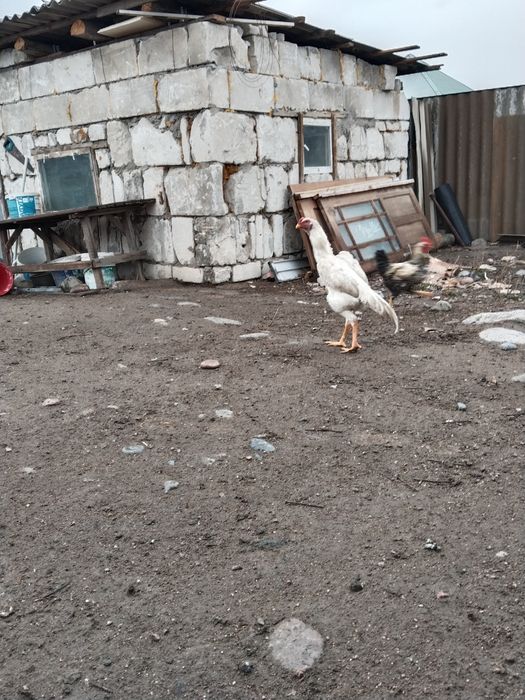 Продам дакан продам