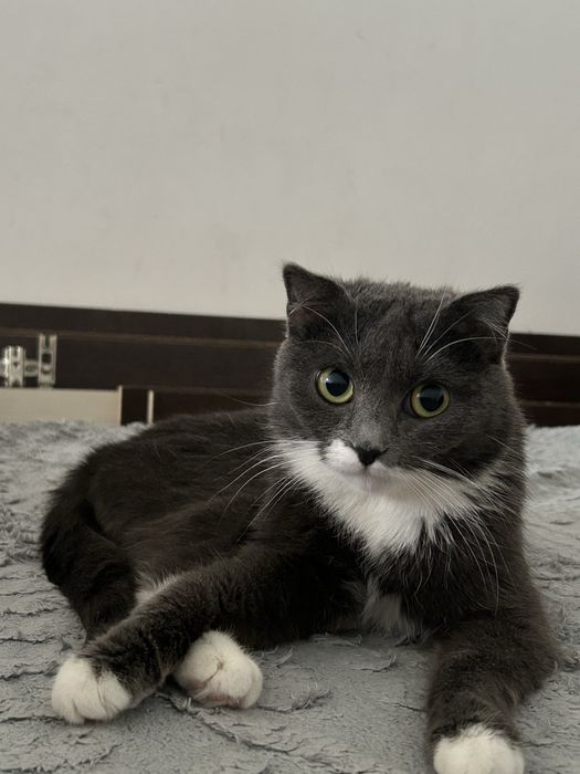 Отдам кошечку в хорошие руки