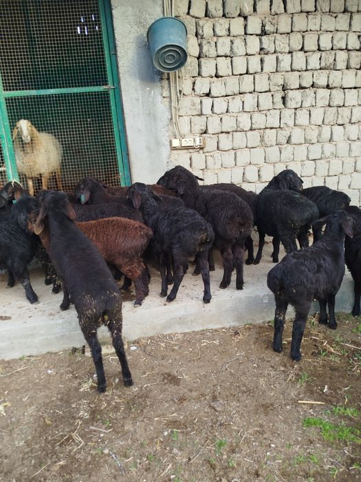 Quzilar sotiladi 2500mlndan 3mln500mingacha bor