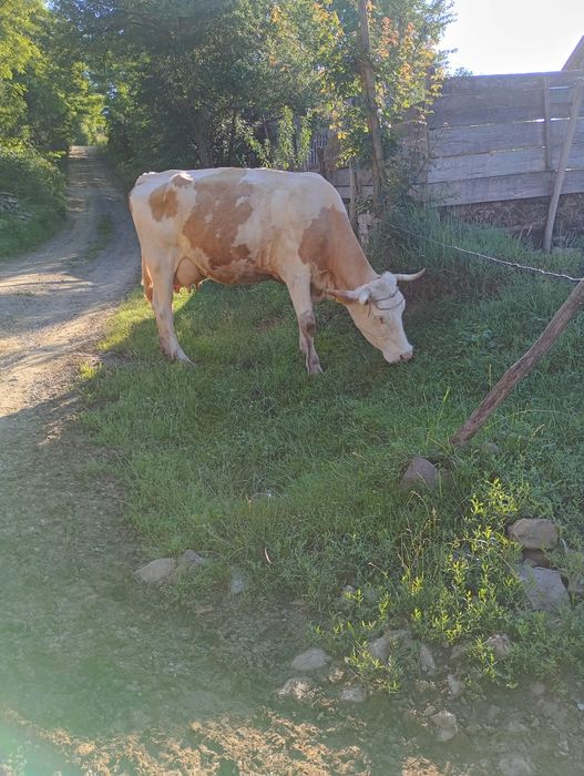 Vaca de 5 ani cu vitea de 2 luni