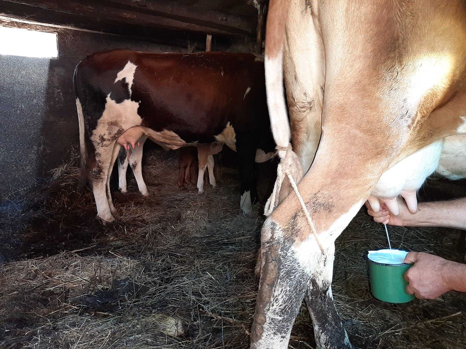 Vaca Baltata Romaneasca