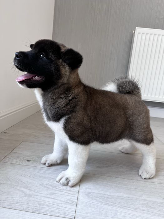 Akita American Femela