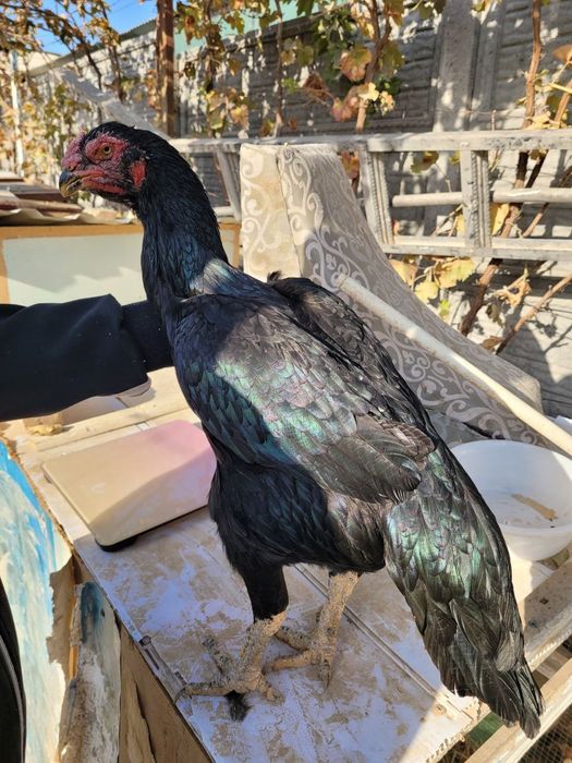 Турк макиён 1.5 ёшта 4.5 кг атрофида