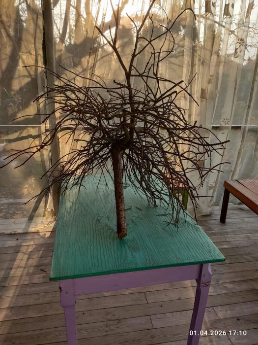 Дерево насест для попугаев волнистых.