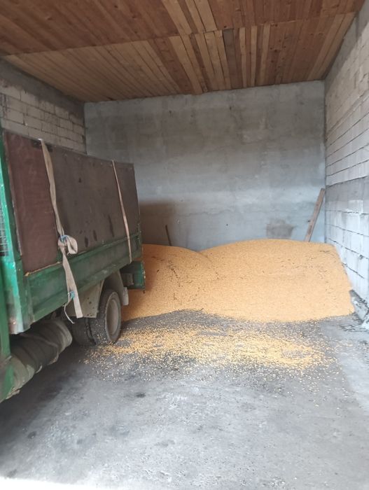 Grâu orz ovăz floarea soarelui porumb