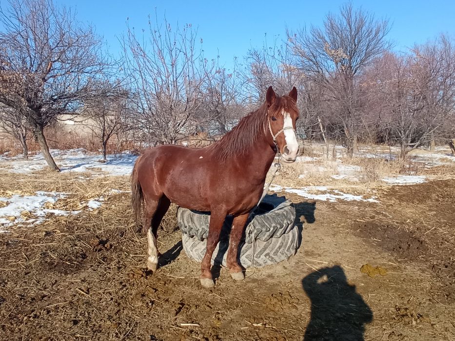 Көкпар аттар сатылады .