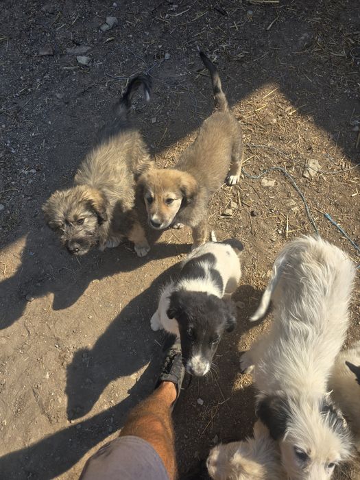 Donez Catei de ciobănesc