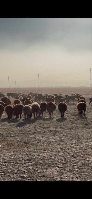 Қой сатамыз Семей